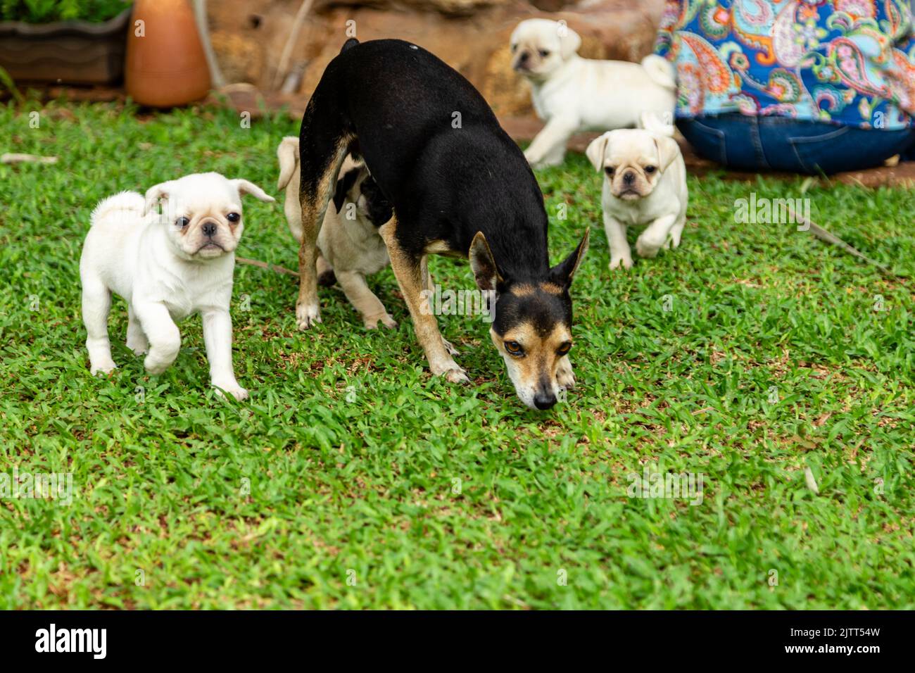 Cute pug puppies playing in the garden Stock Photo - Alamy