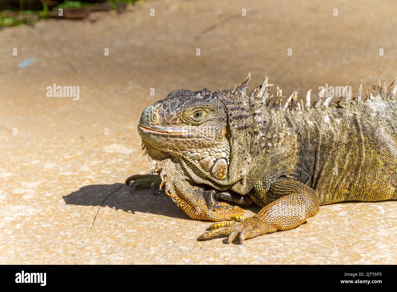 outdoor iguana in Rio de Janeiro Brazil Stock Photo - Alamy