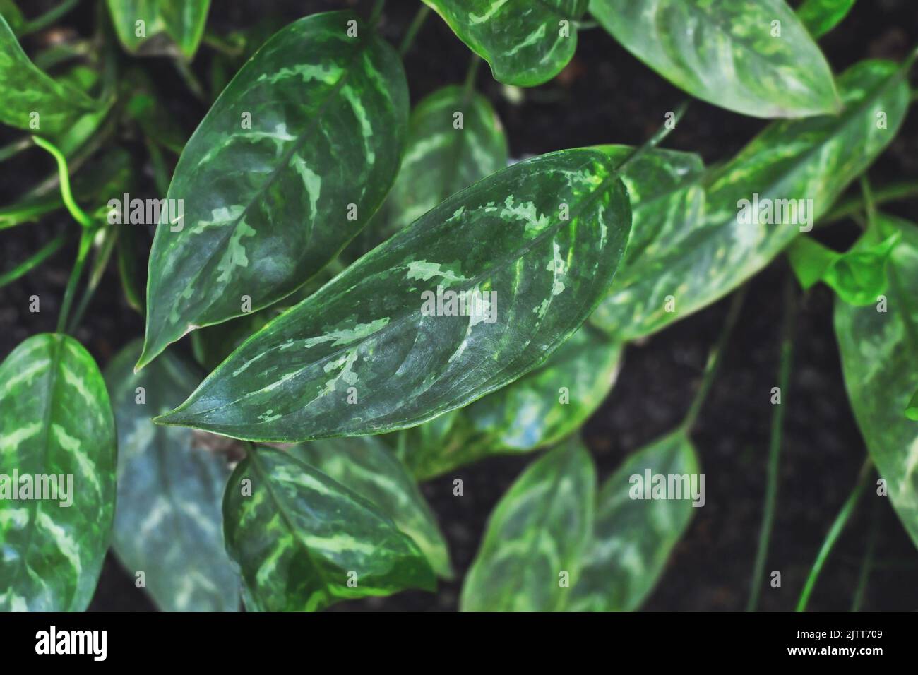 Leaves of exotic 'Aglaonema Commutatum var. Maculatum' houseplant Stock Photo