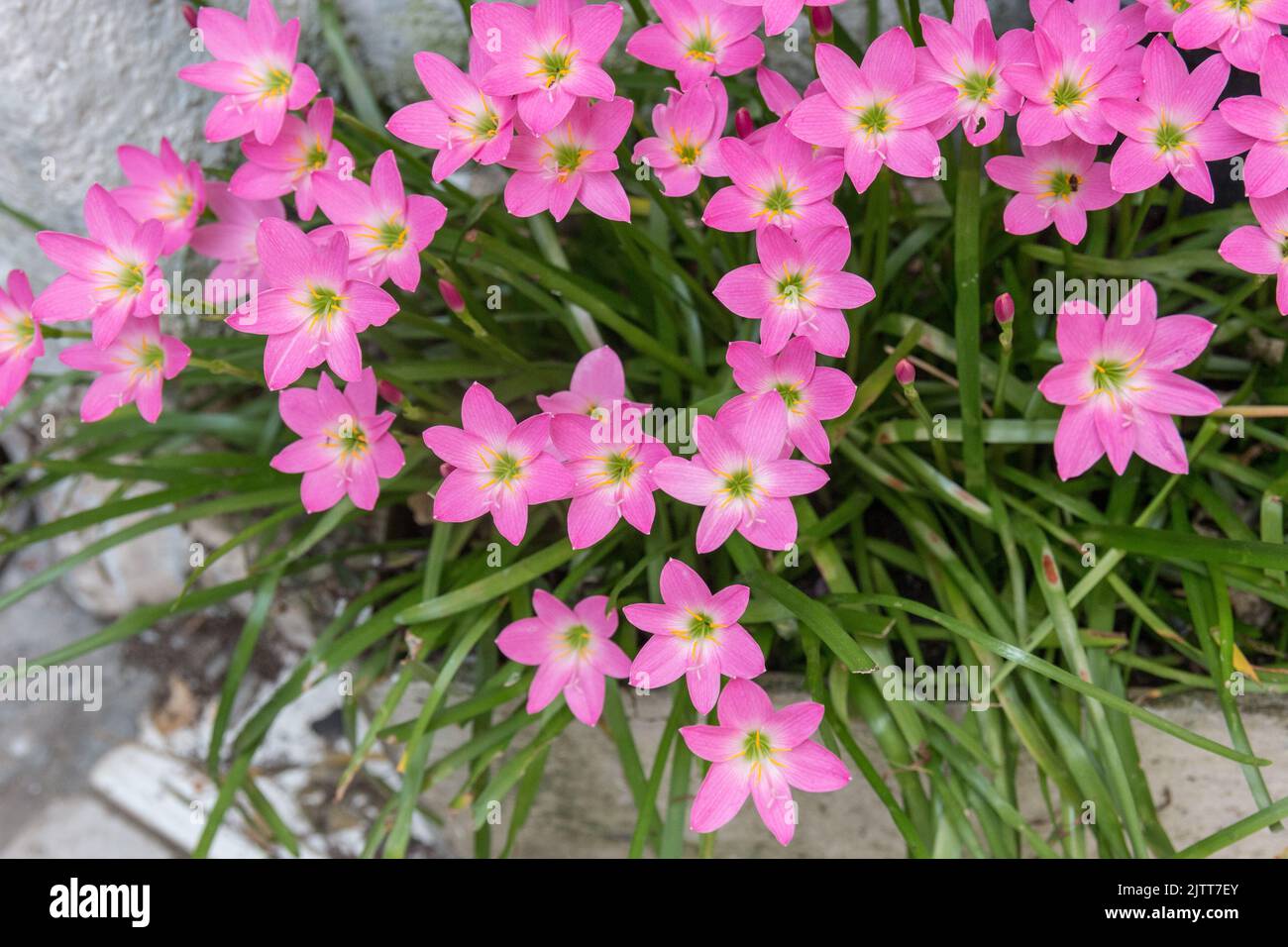 rain lily garden just after blooming in the city of rio de janeiro ...