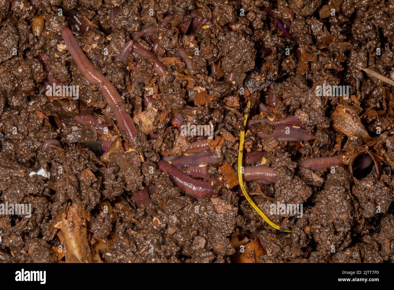Worm farming vermiculture hires stock photography and images Alamy