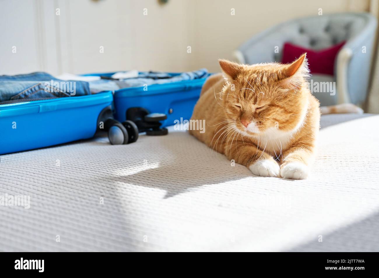 Packing luggage in suitcase, cat lying on bed Stock Photo Alamy