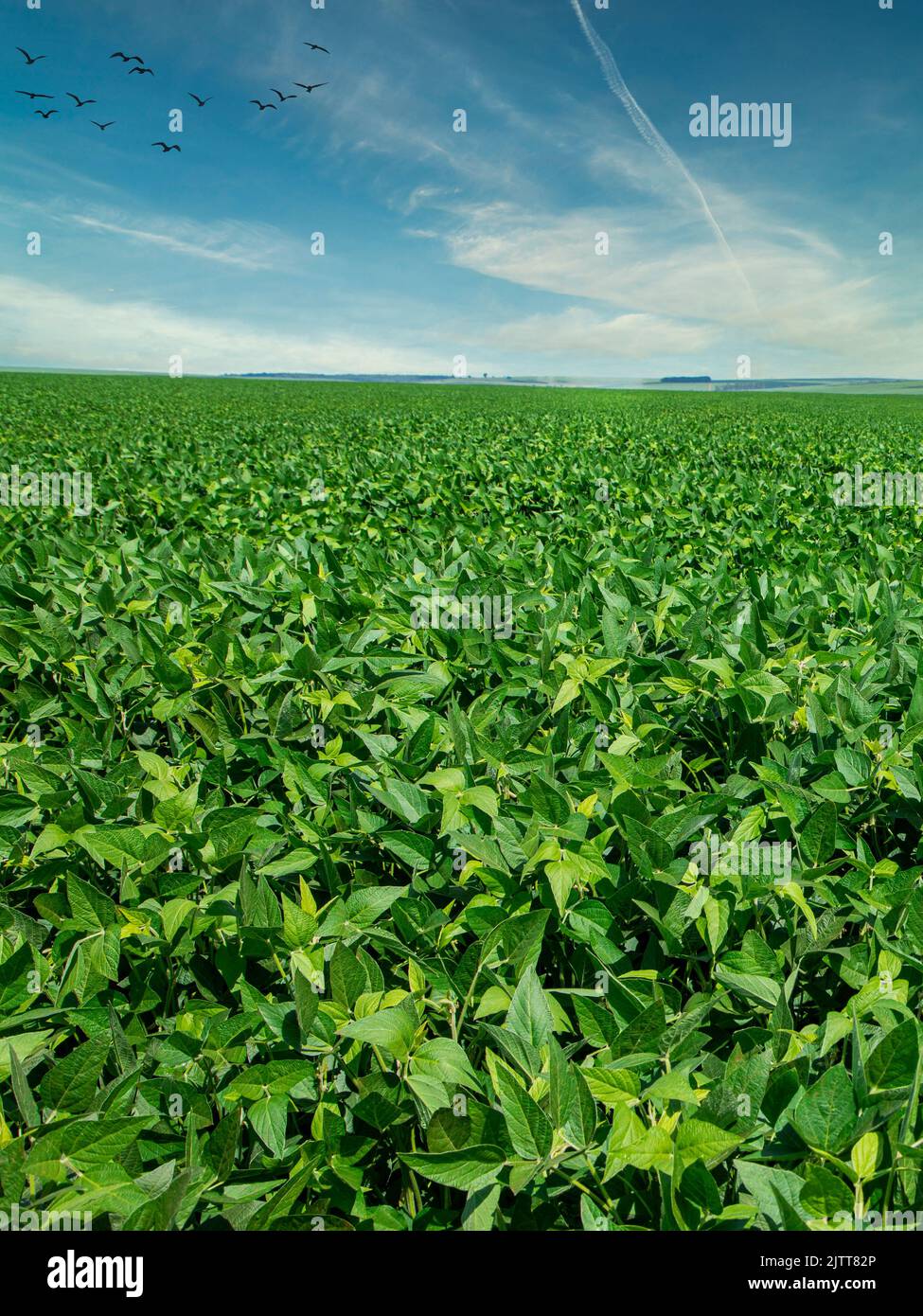 Agricultural soy plantation on sunset Green growing soybeans plant