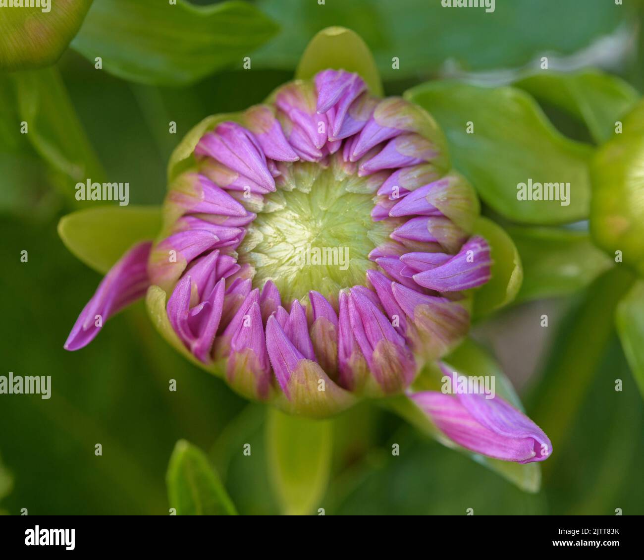 Budding Pink Soft Purple Dahlia Flower Close Up with Green Leaves Stock Photo
