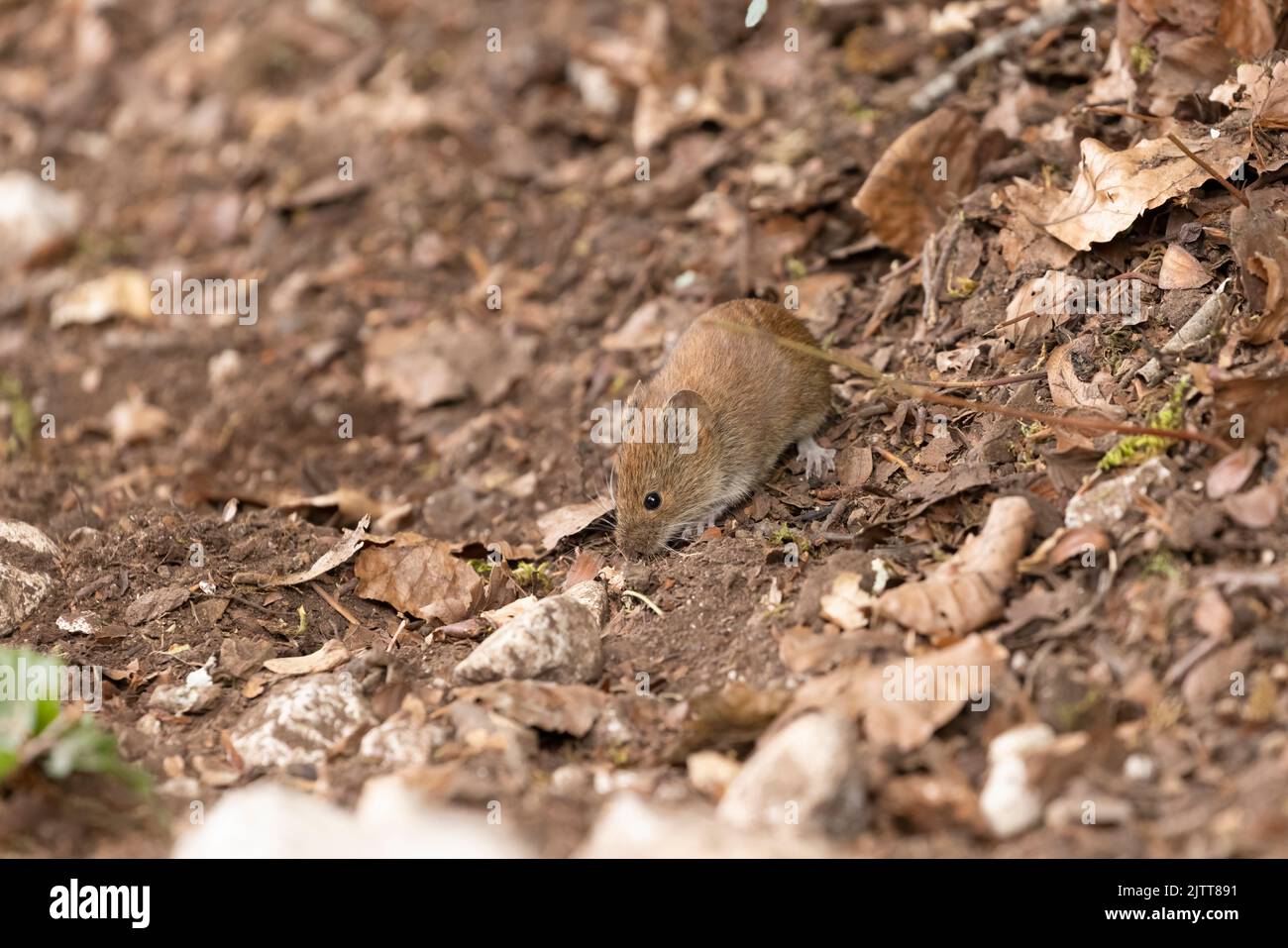 Bank vole in autumn forest Stock Photo