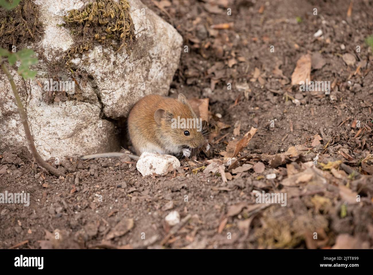 Bank vole in autumn forest Stock Photo