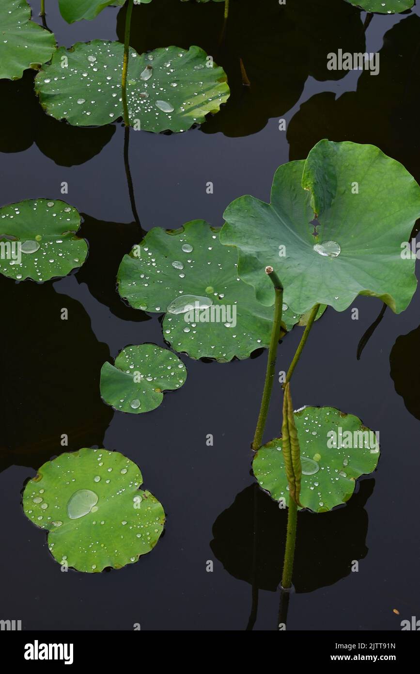 A vertical shot of green lotus flower leaves on the surface of the water in a lake Stock Photo