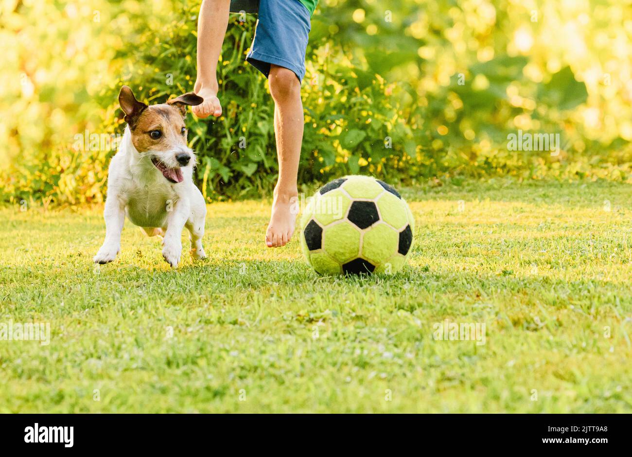 Family with dog playing football (soccer) recreationally at backyard lawn on sunny summer day Stock Photo