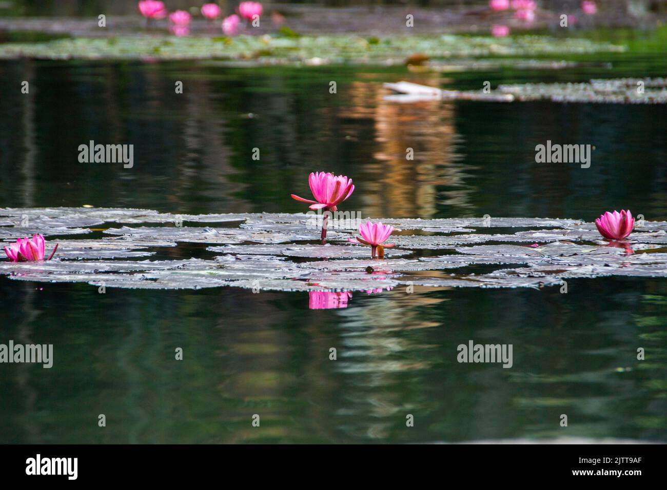 Flower of the Victoria Regia plant in a lake in Rio de Janeiro. Stock Photo