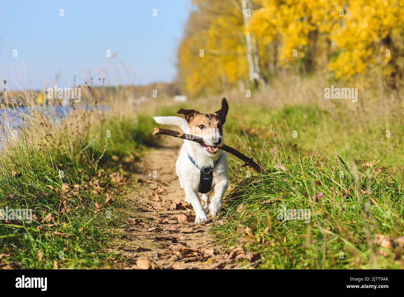 Funny dog running along hiking trail playing with wooden stick on sunny autumn day Stock Photo