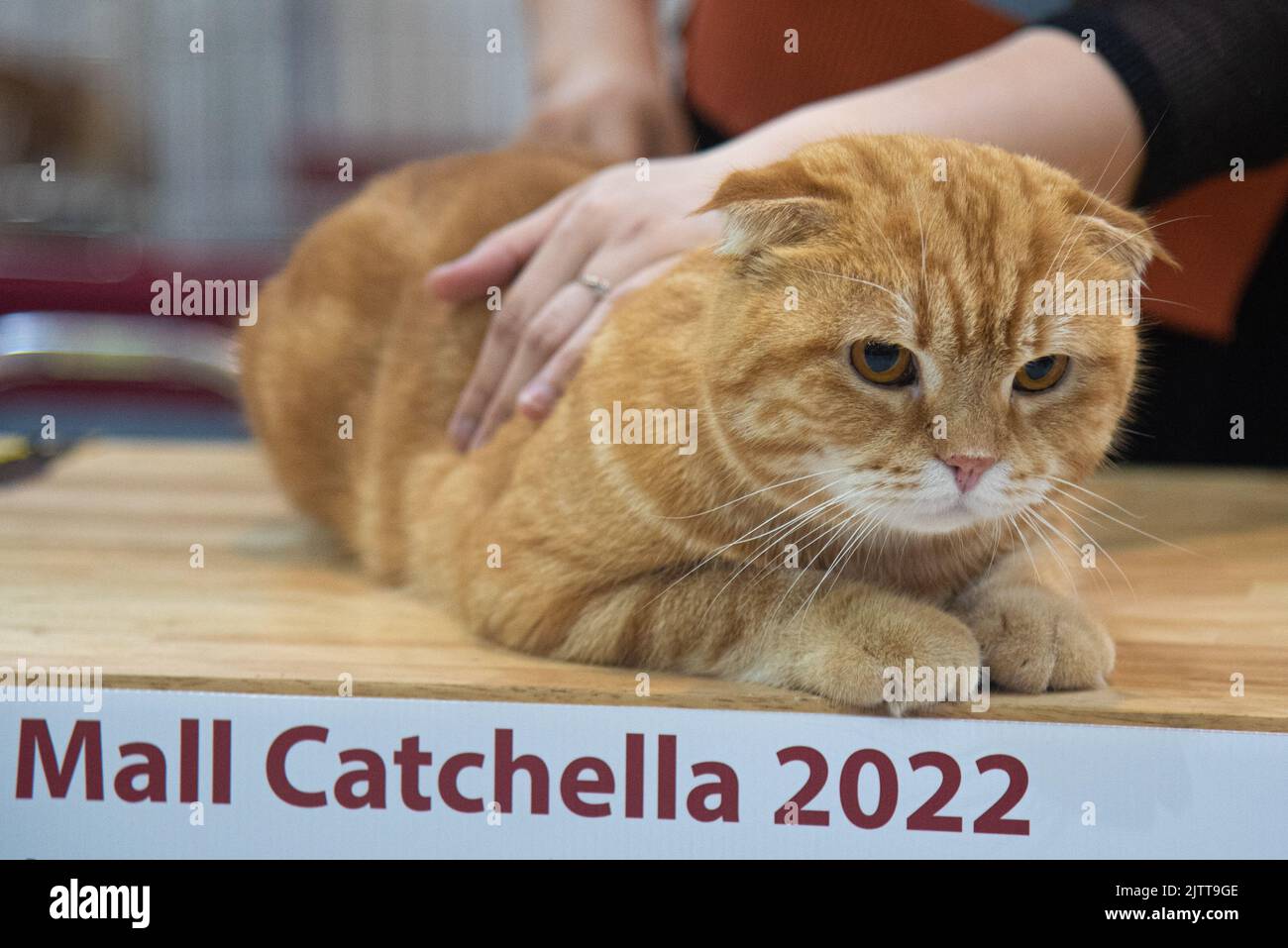 A Ginger Scottish Fold cat competes during the Ginger Cat Contest at