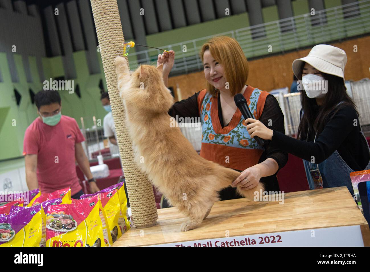 A Ginger Persian cat competes during the Ginger Cat contest at the mall