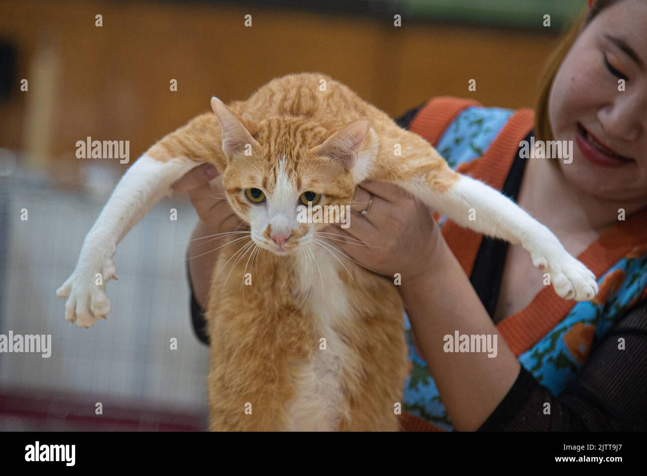 A Ginger Moggy cat competes during the Ginger Cat Contest at the mall