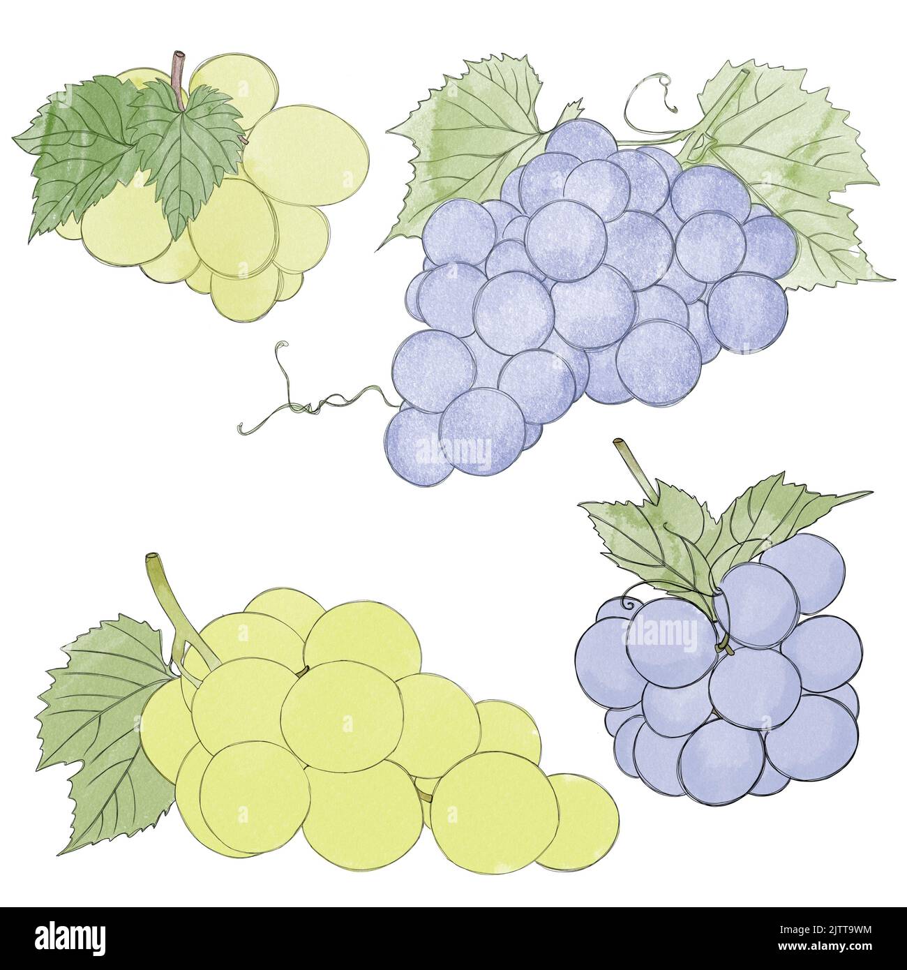 Branches of green and blue ripe grapes- watercolor freehand drawing. Bunch of sweet grapes Stock Photo