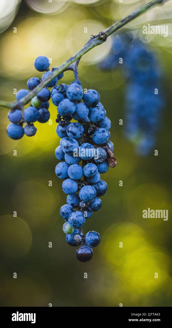 Wild grapes on the vine Stock Photo