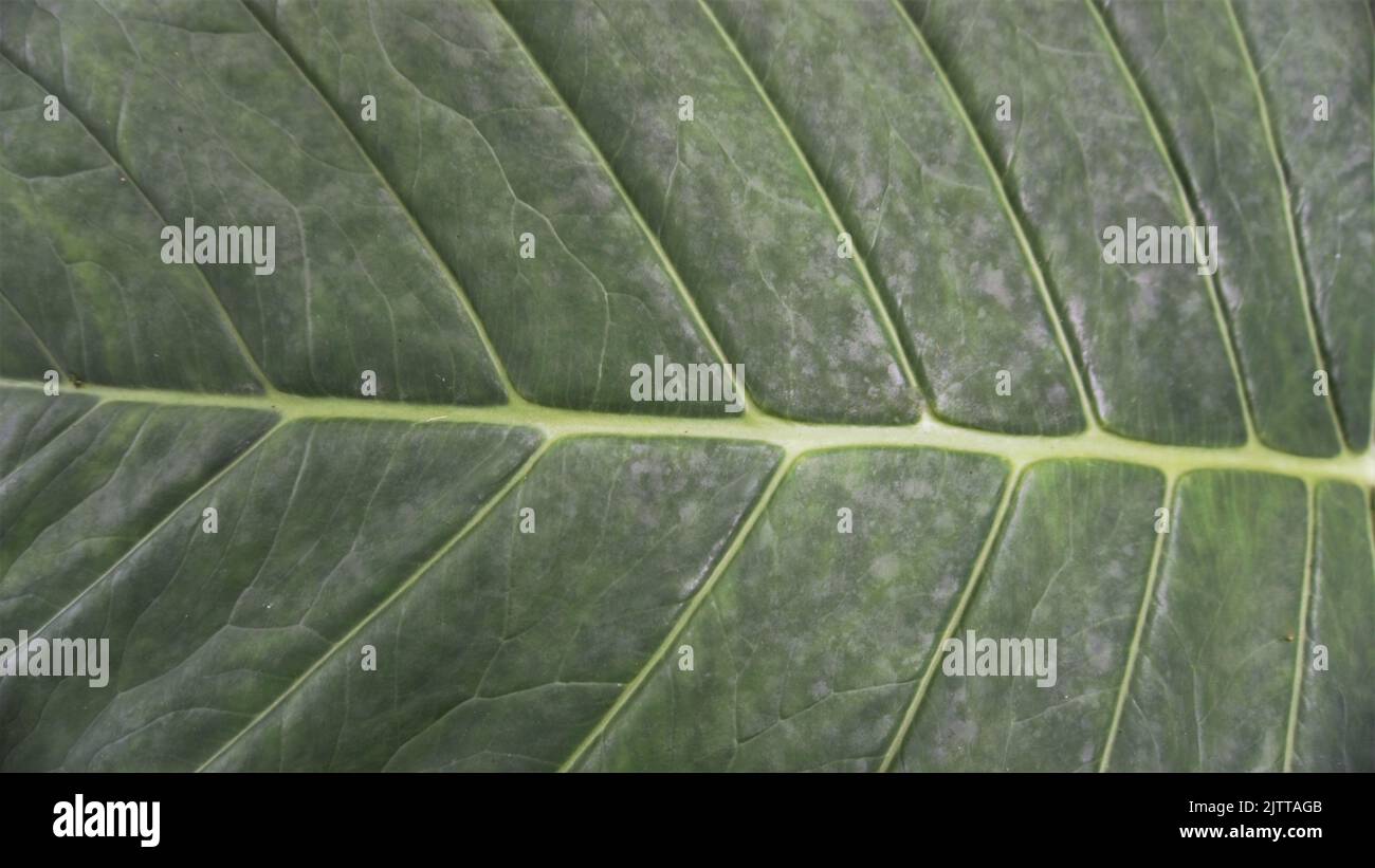 Background image and natural pattern of the plant Xanthosoma taioba also known as Elephant plant, Arrowleaf elephant ear etc Stock Photo