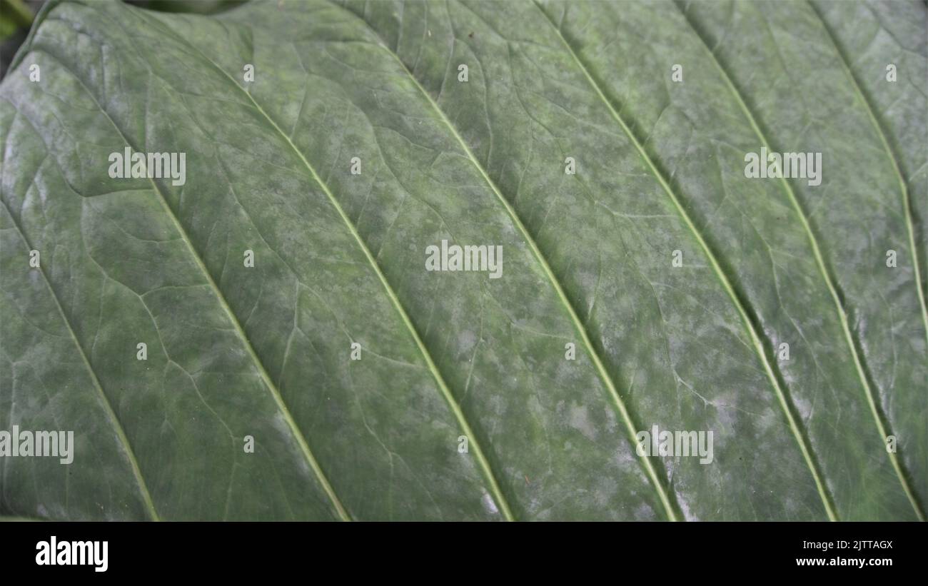 Background image and natural pattern of the plant Xanthosoma taioba also known as Elephant plant, Arrowleaf elephant ear etc Stock Photo