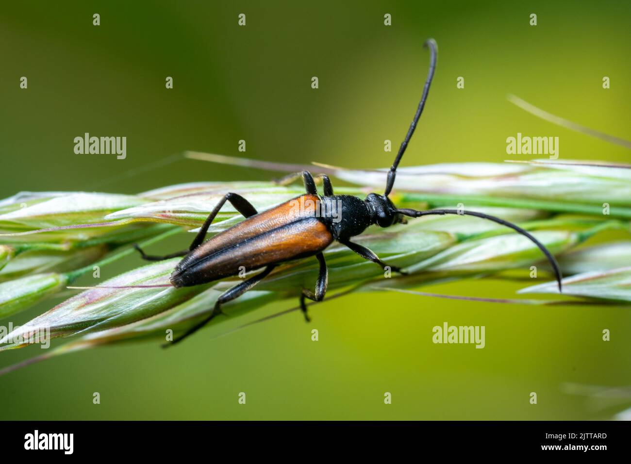 A shallow focus of  a Stenurella melanura on a green wheat branch with blurred green background Stock Photo
