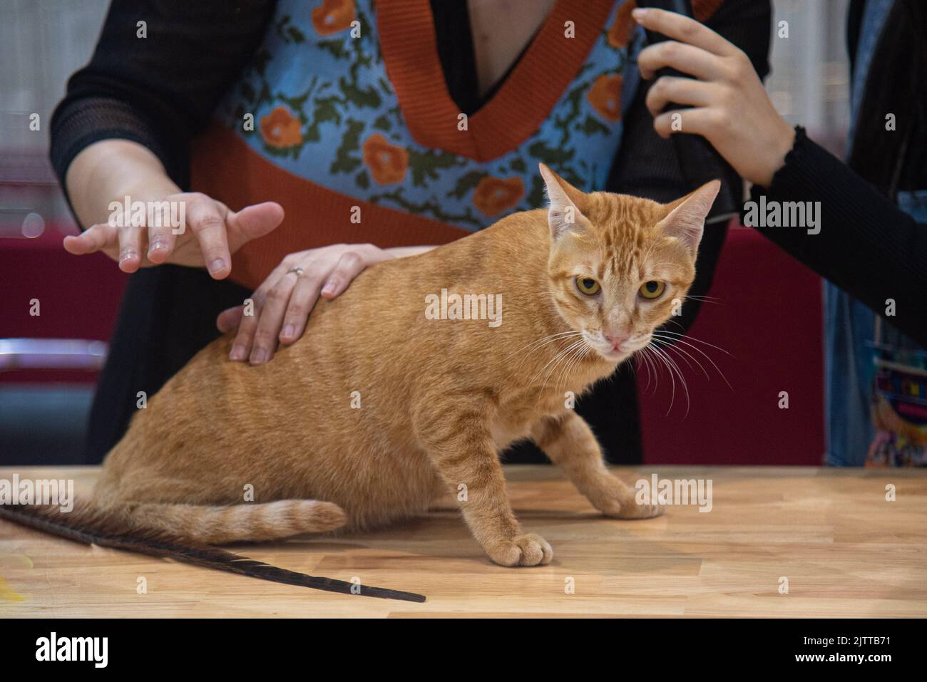 Bangkok, Thailand. 1st Sep, 2022. A Ginger Moggy cat competes during