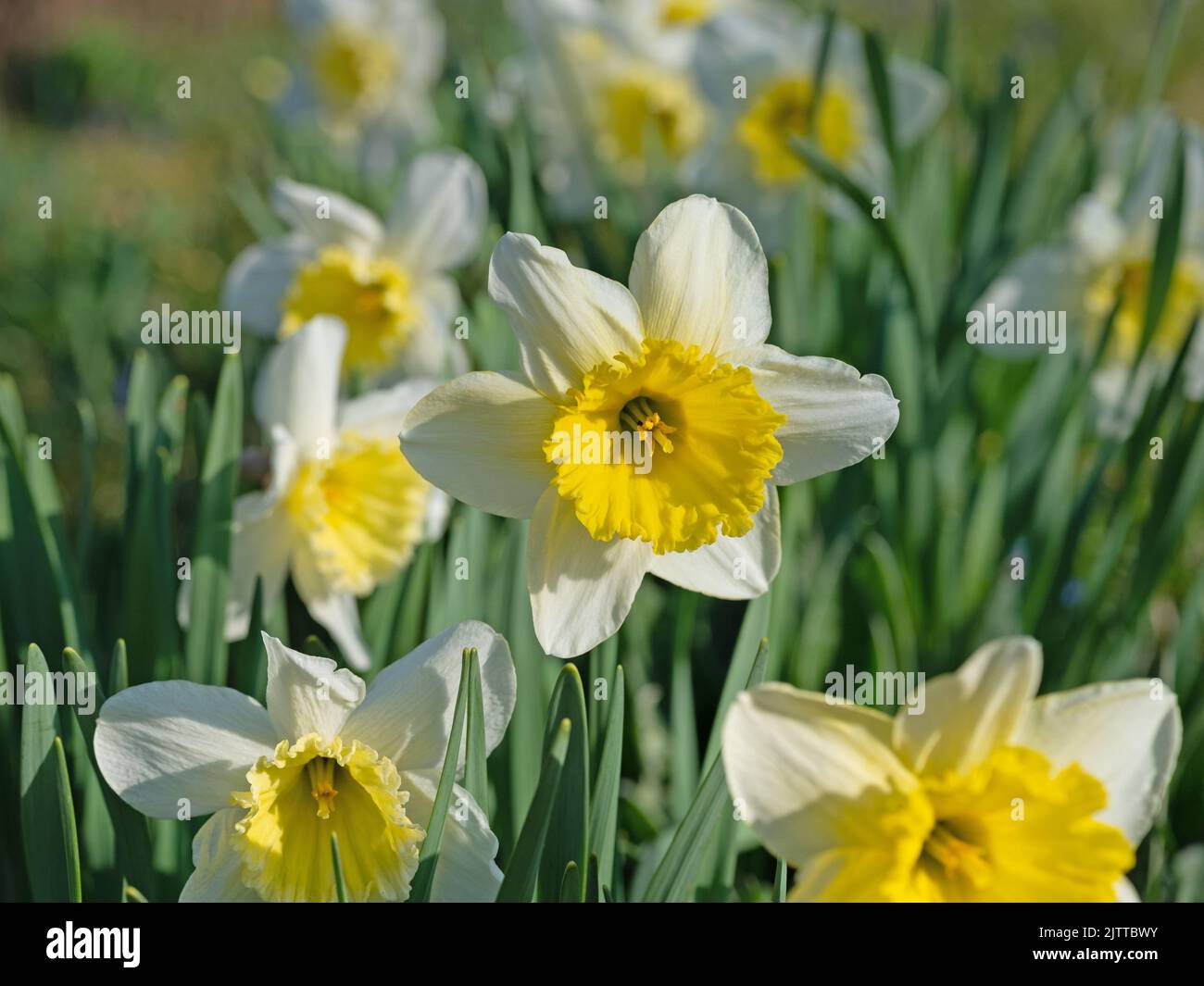 Flowering daffodils, Narcissus, in spring Stock Photo