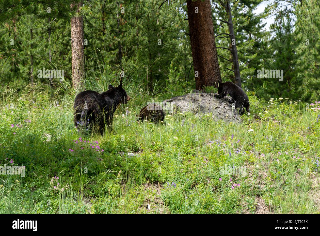 Family of three black bears (mama with two babies) in a field of