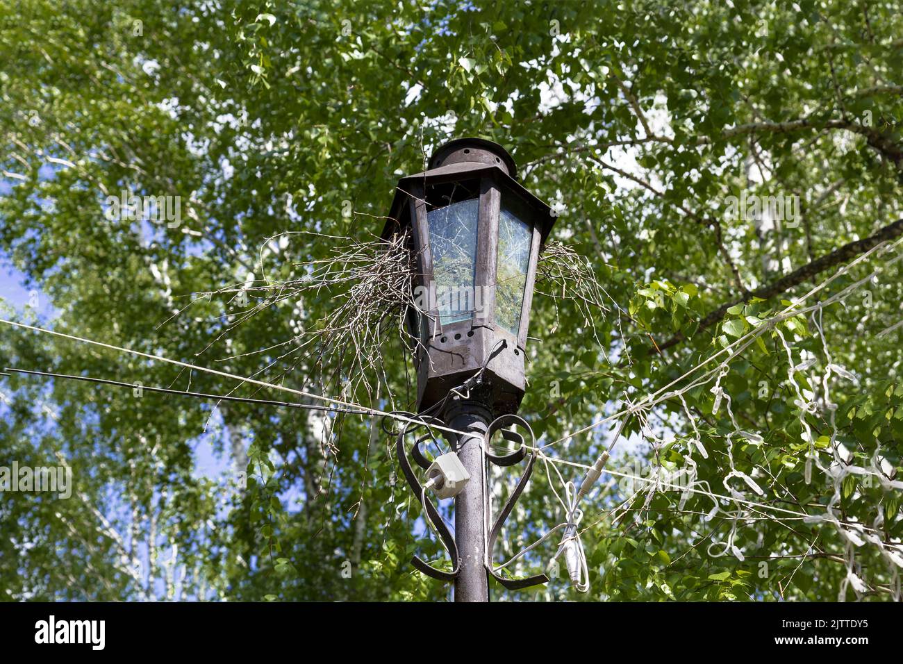 Bird nest in an old street lantern against the background of green trees. Stock Photo