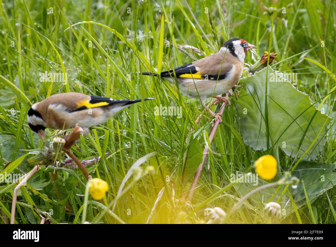 Two goldfinches  (Carduelis carduelis) eating dandelion seeds in a meadow, North Pennines, UK wildlife Stock Photo