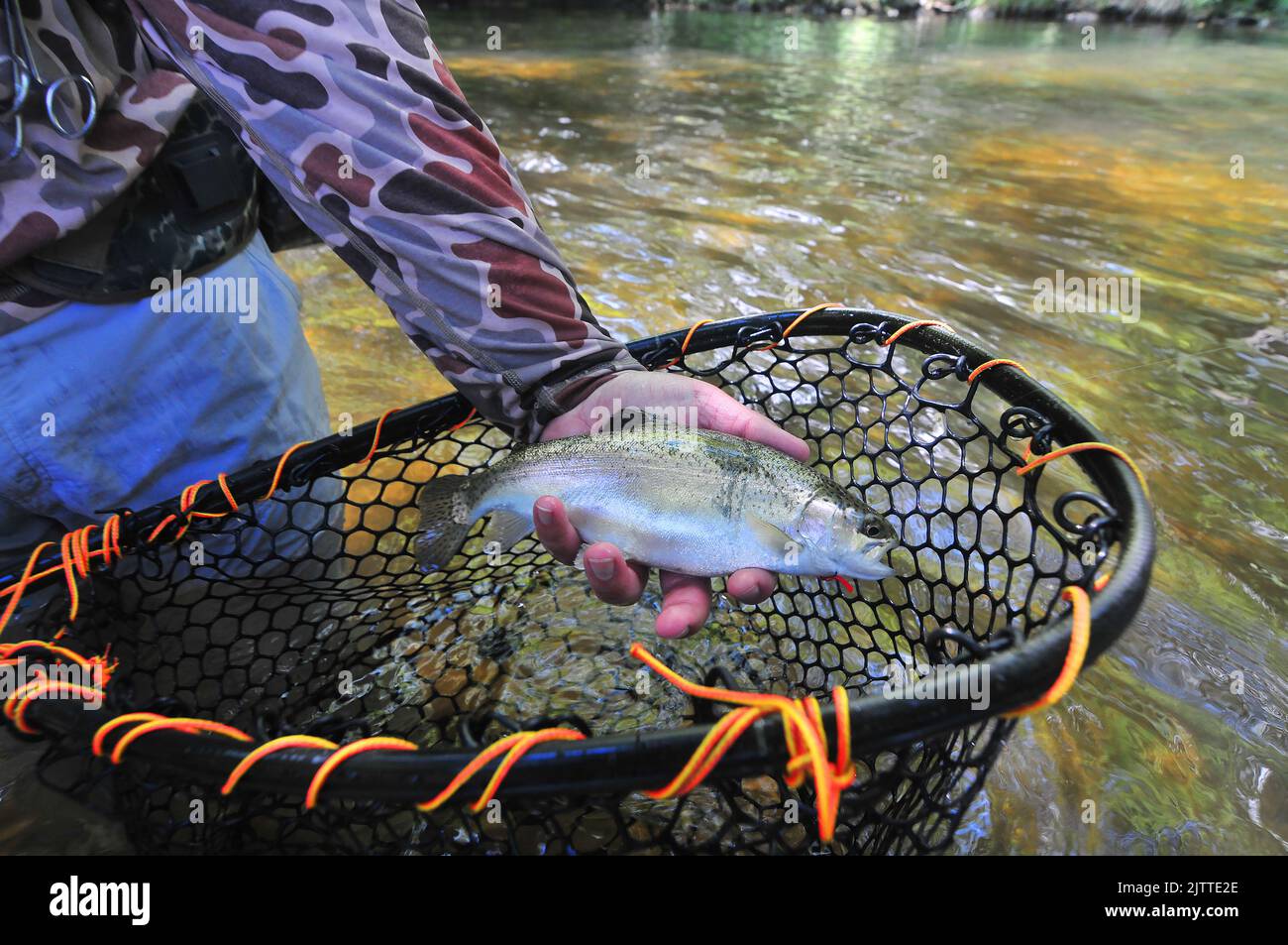 A trout angler nets a nice trout from a quiet pool of the Davidson