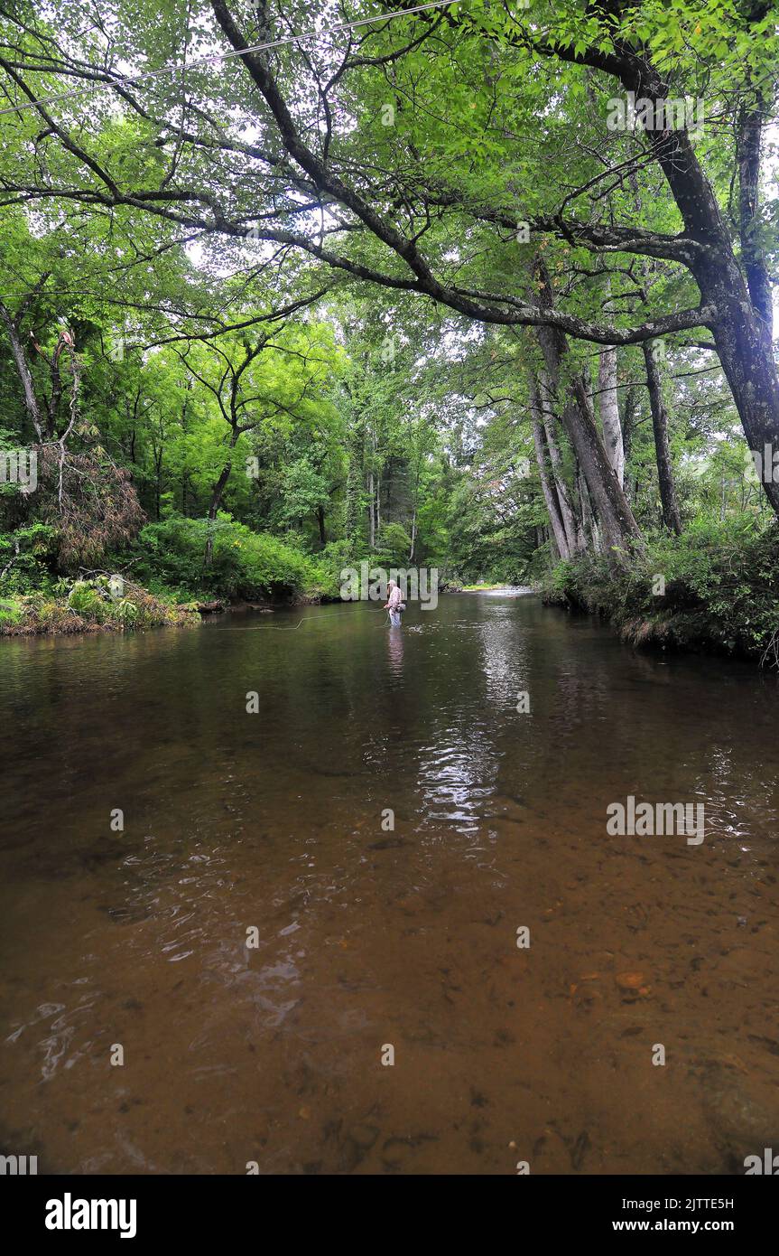 A trout angler works a quiet pool of the Davidson River in North Carolina's Appalachian Mountains. Stock Photo