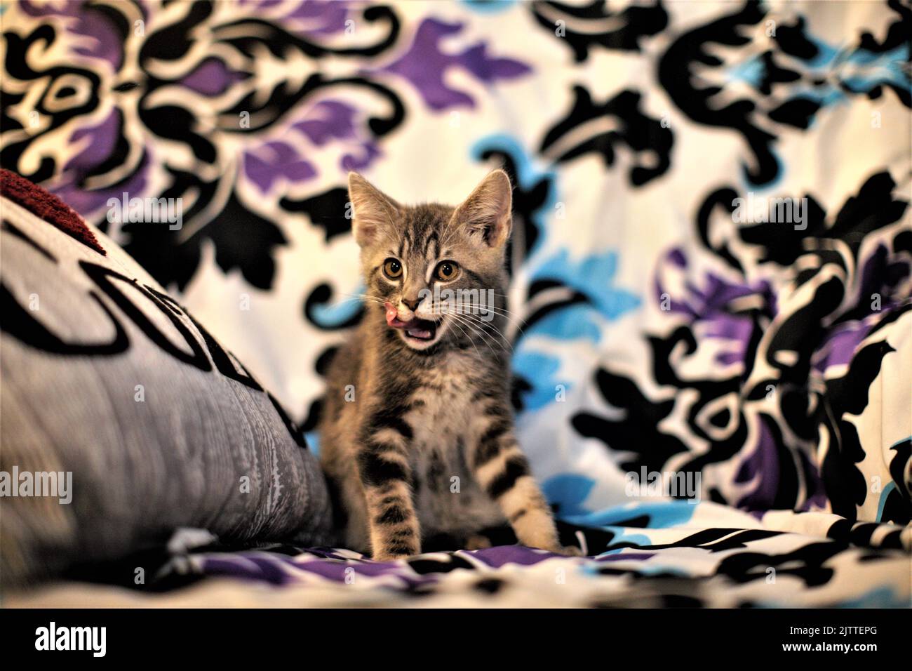 A close-up of a cute little kitten standing on patterned sofa and looking at camera Stock Photo