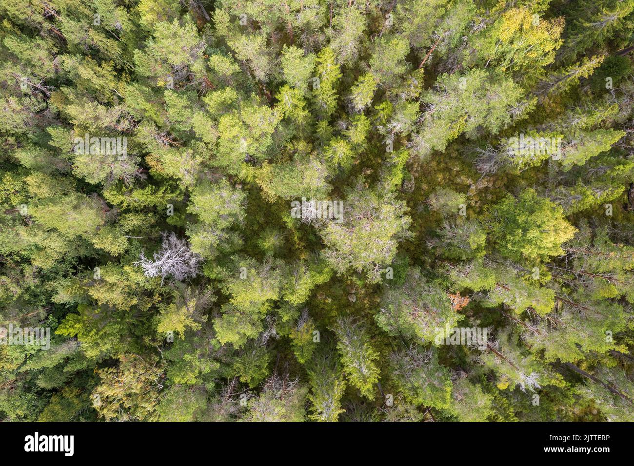Aerial view of summer green trees in forest in a rural area. drone ...