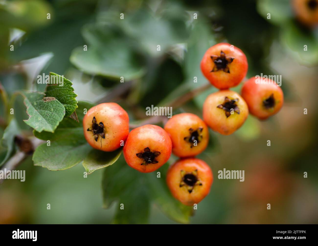 Unripe fruits on a Crataegus tree in summer. Crataegus hawthorn, quickthorn, thornapple, May tree, whitethorn, hawberry red ripe berries on branch wit Stock Photo