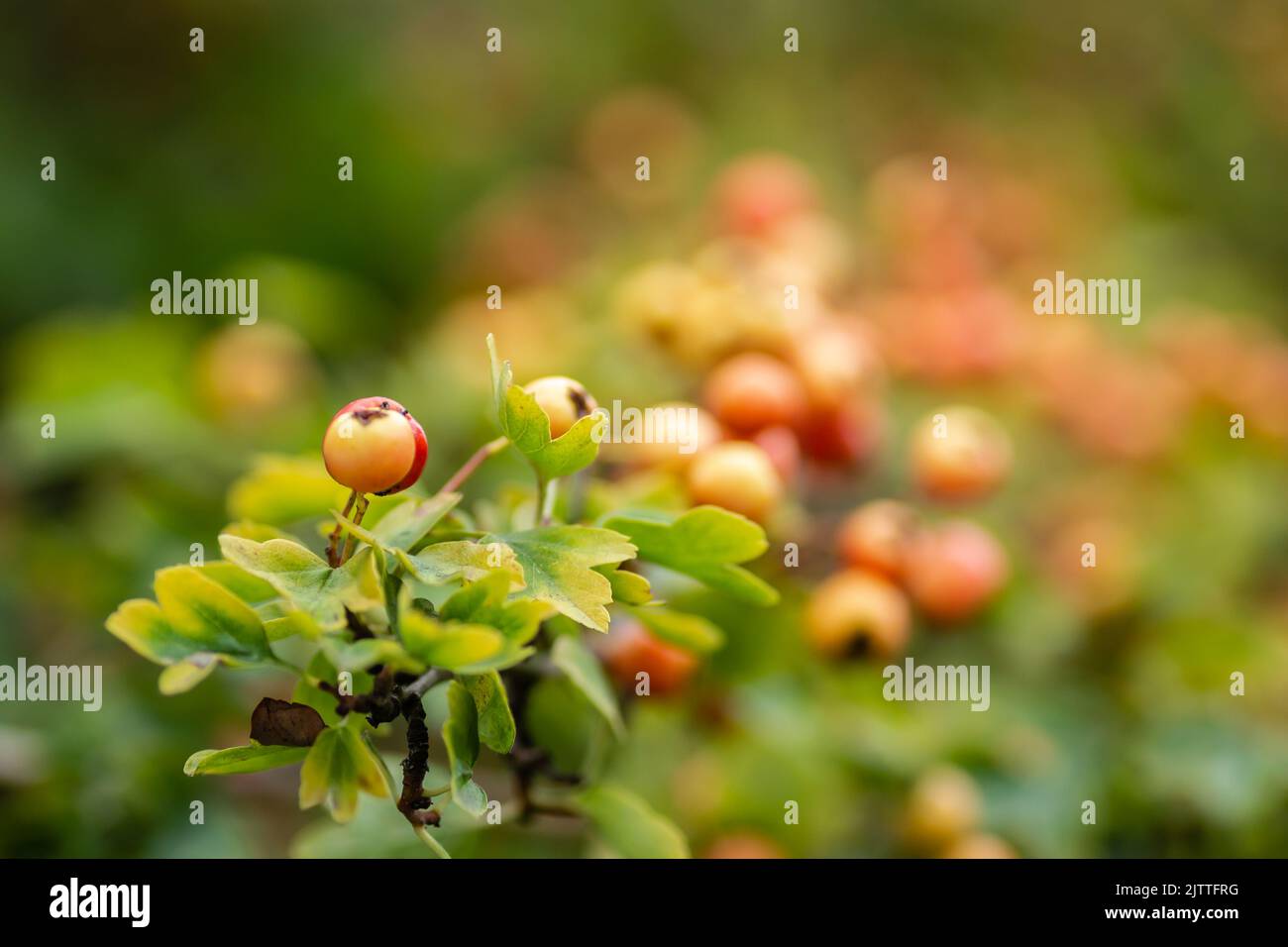 Unripe fruits on a Crataegus tree in summer. Crataegus hawthorn, quickthorn, thornapple, May tree, whitethorn, hawberry red ripe berries on branch wit Stock Photo