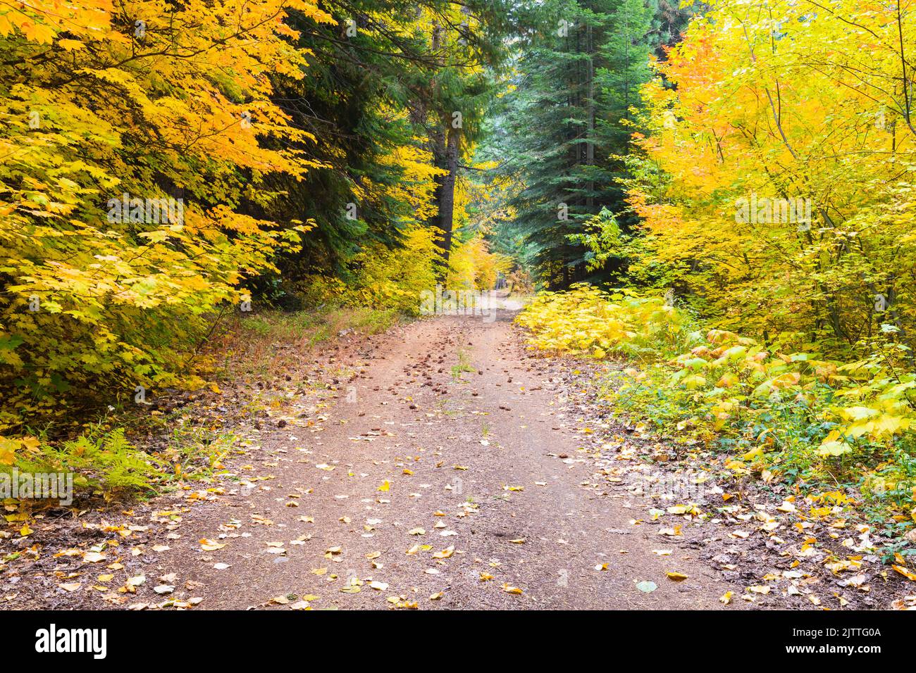 Backroad of Washington State with fall colors in the Cascade Mountains