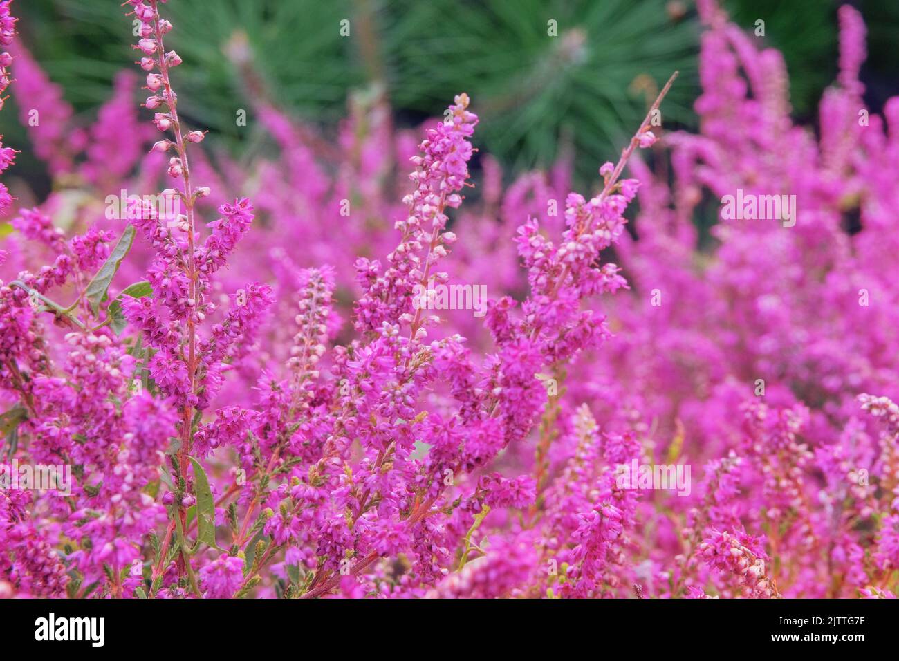 Calluna vulgaris is blooming. Purple pink common heather. Landscape plant heather. Nature floral background. Stock Photo
