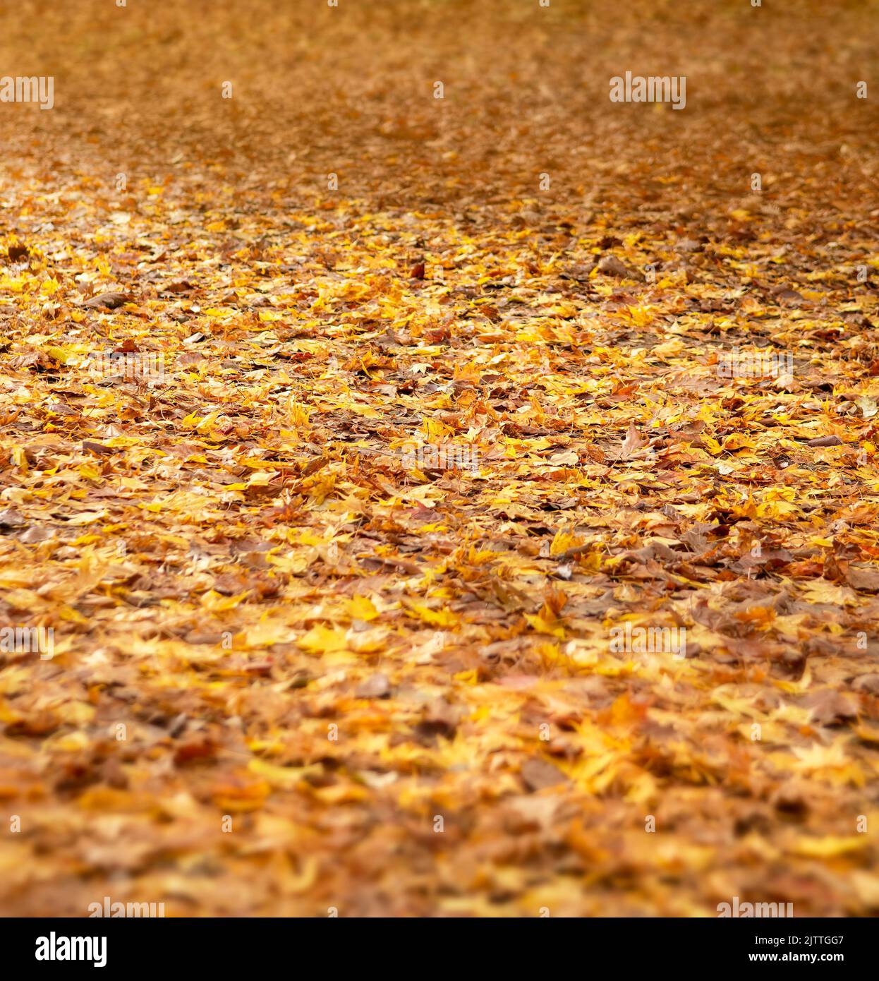 Full frame picture of Autumn leaves on ground with shallow depth of field Stock Photo