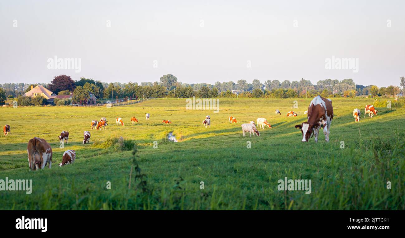 Classic Dutch scene with cows in a green meadow Stock Photo