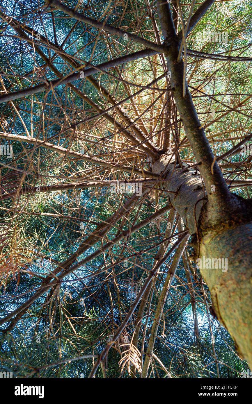 the trunk and branches of a Concolor fir tree seen from below Stock Photo