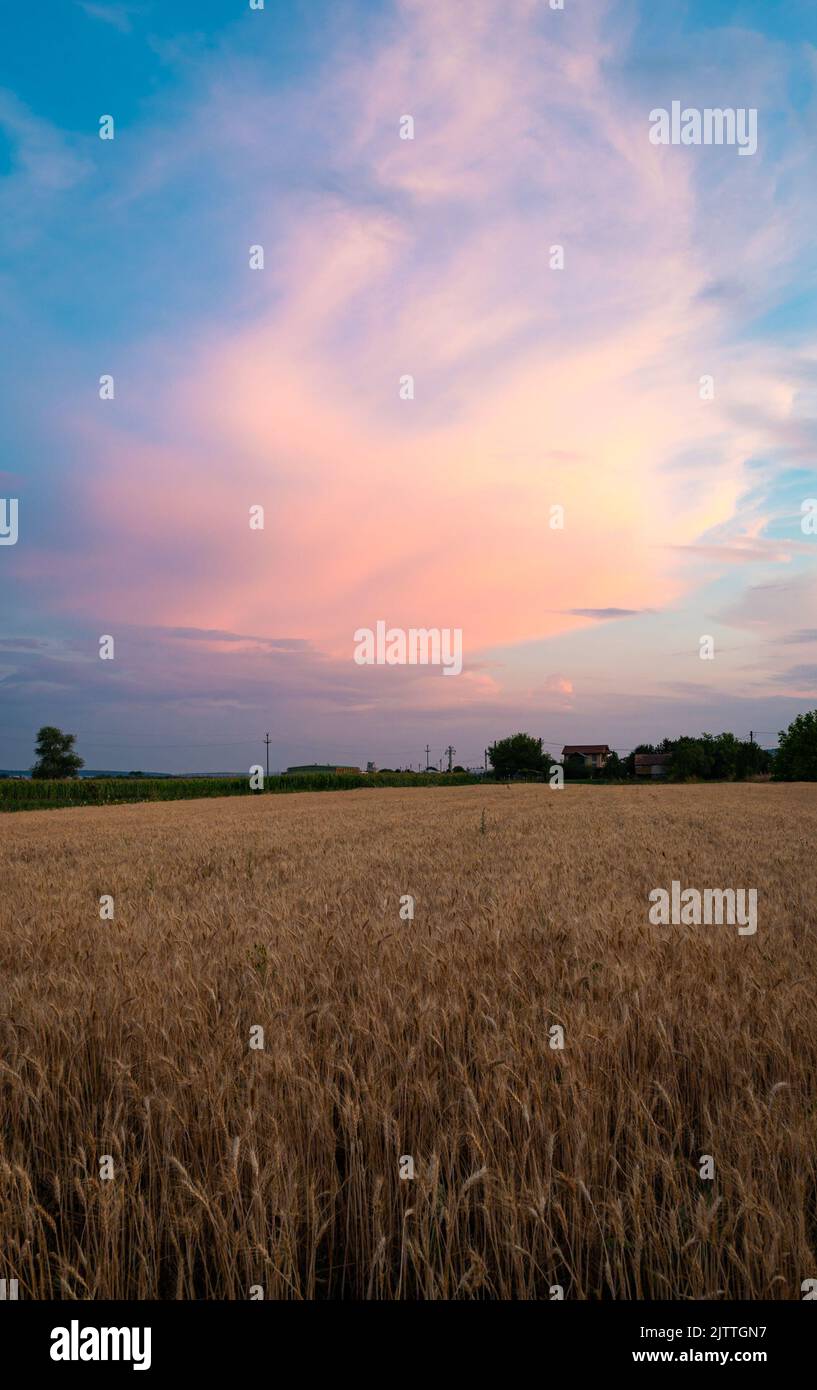 Pink colored thunderstorm over a grain field Stock Photo