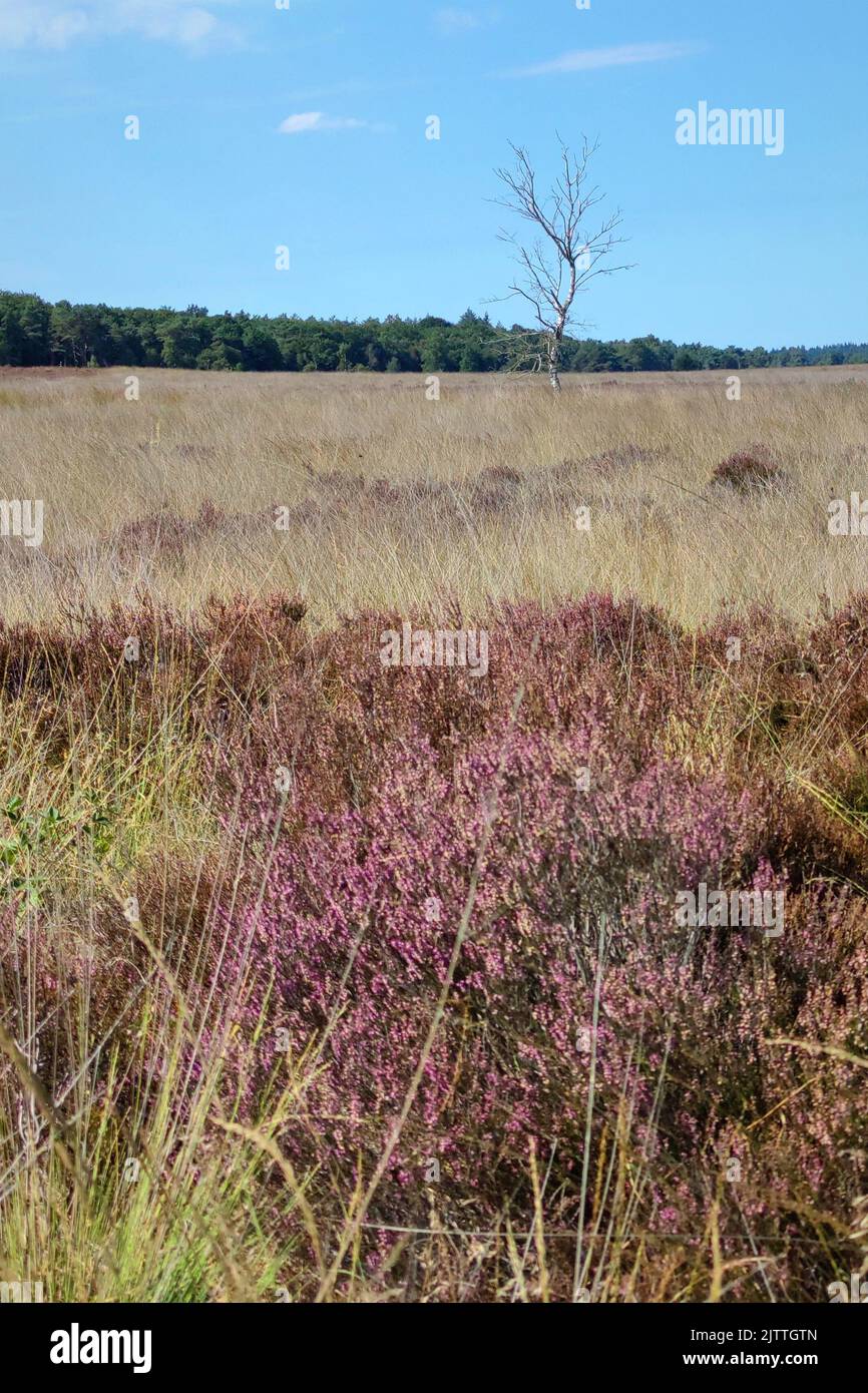 Heathland landscape with lonely tree Stock Photo