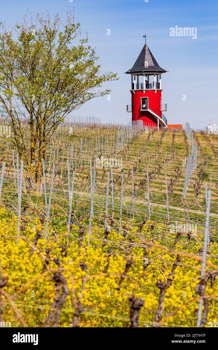 The Burgundy Tower in Rheinhessen is a lookout tower in the middle of vineyards Stock Photo