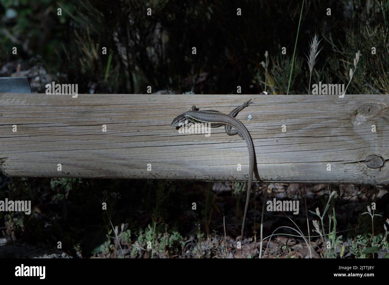 A grey lizard on a log in the wilderness under the sun Stock Photo
