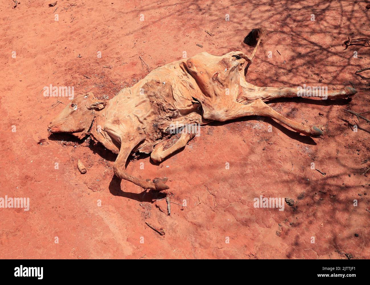 A dead cow lies on the ground following a prolonged drought near the Kenya-Ethiopia border in Eresteno village along the Wajir-Mandera border in Mandera region, Kenya, September 1, 2022. REUTERS/Thomas Mukoya Stock Photo