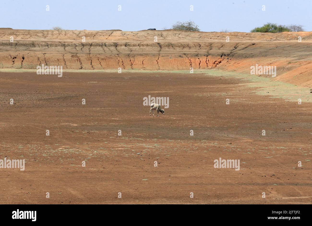 A cow walks in a dried Eresteno water pan project following a prolonged drought near the Kenya-Ethiopia border in Eresteno village along the Wajir- Mandera border in Mandera region, Kenya, September 1, 2022. REUTERS/Thomas Mukoya Stock Photo