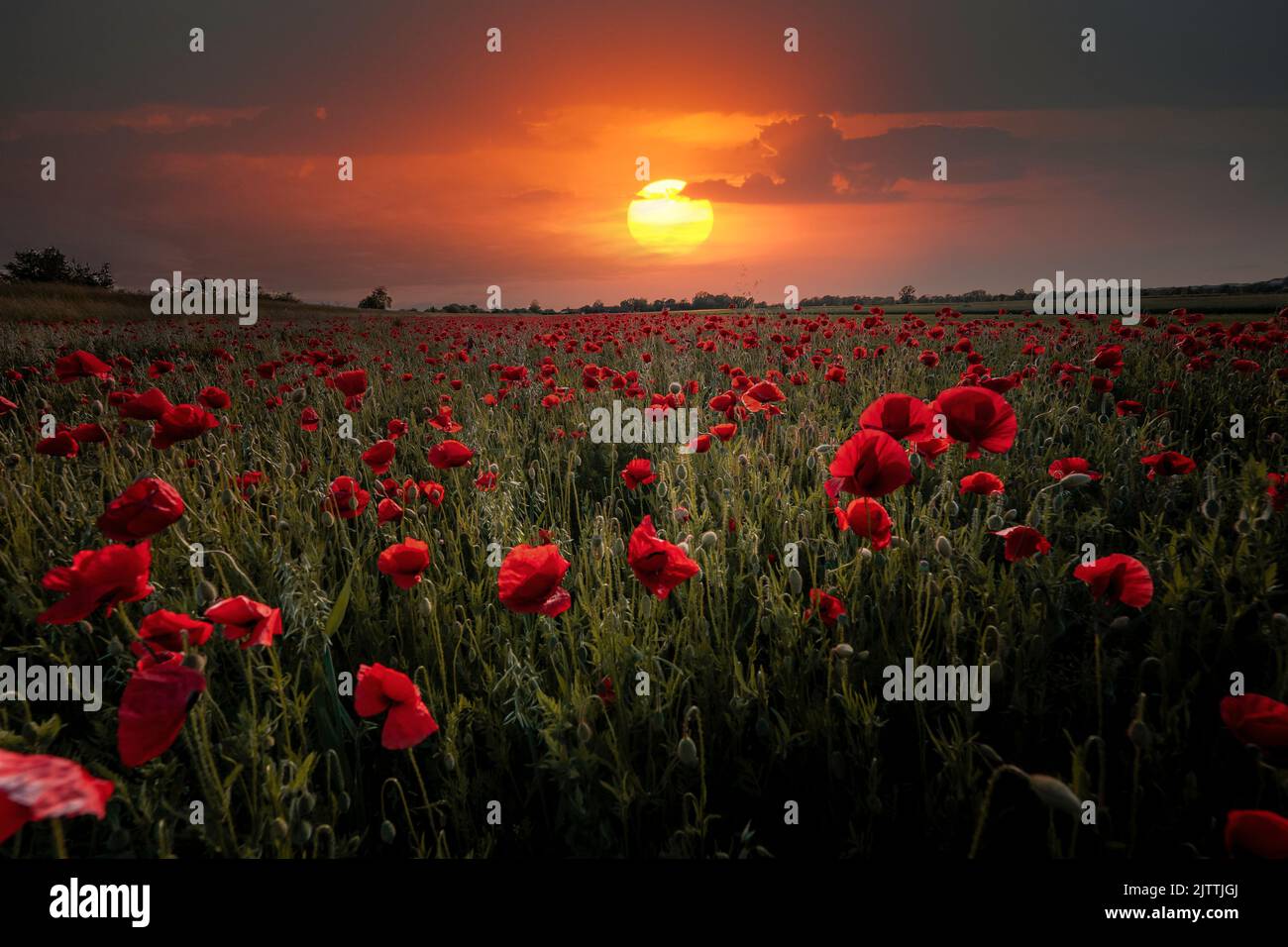 The red poppies in the meadow under dramatic sunset sky in Bayern, Germany Stock Photo