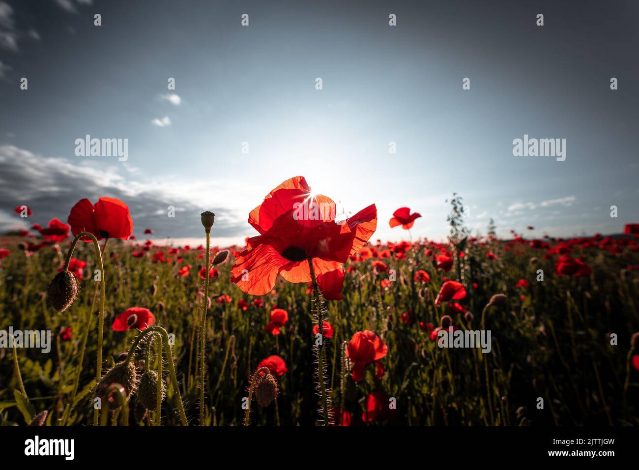 A breathtaking view of red poppies in the meadow under blue cloudy sky in Bayern, Germany Stock Photo
