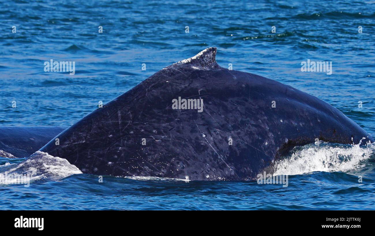 Scratched back of humpback whale diving Stock Photo