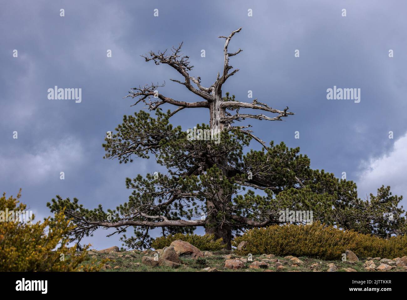 Ancient Black Pine, Pinus nigra ssp nigra high in the Pindos Mountains, Greece. Stock Photo