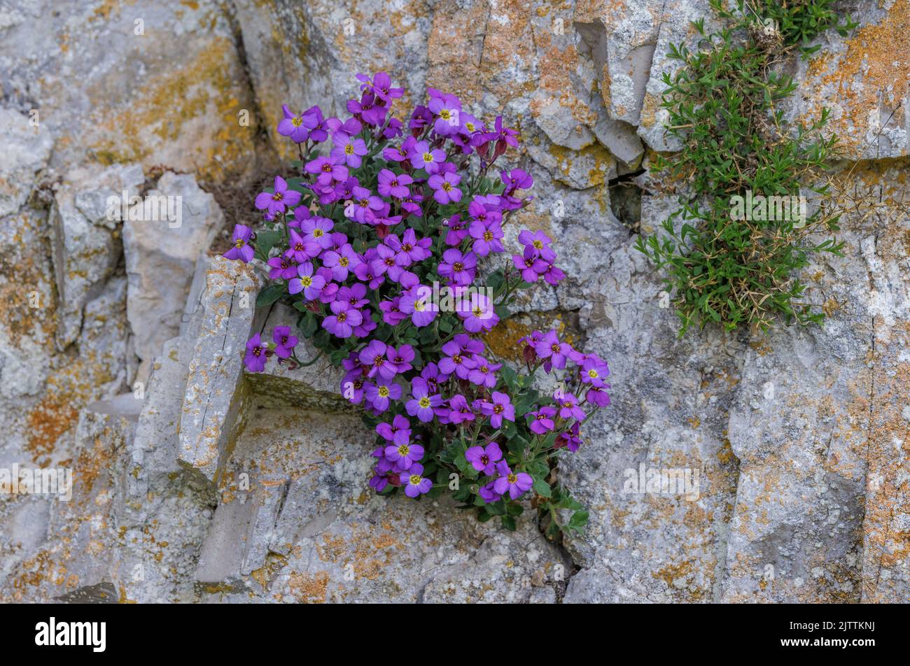 Rainbow rock cress, Aubrieta deltoidea, in flower in the wild in the Vikos Gorge, north Greece. Stock Photo
