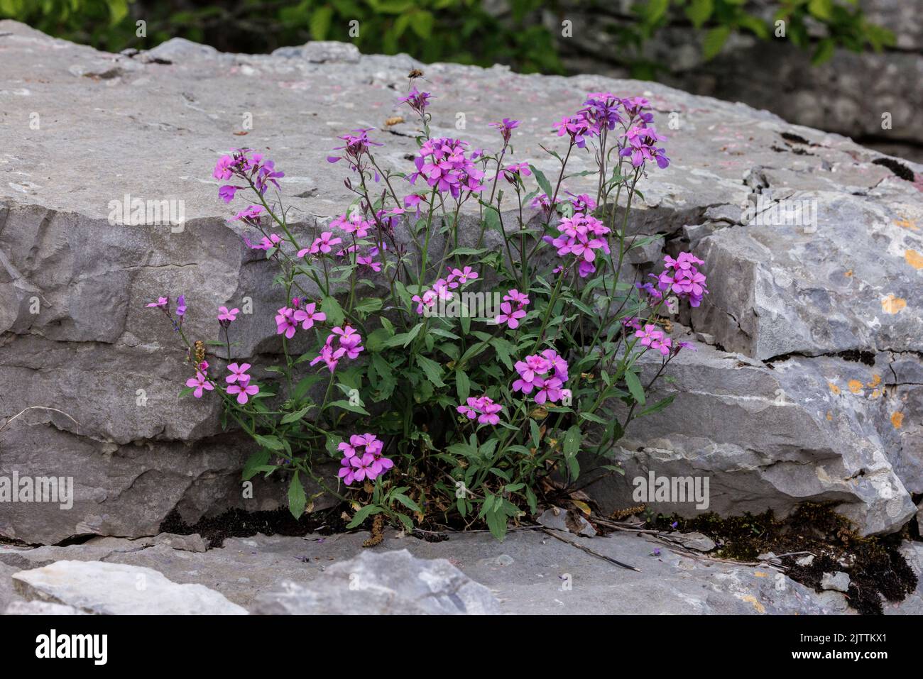An annual Stock, Malcolmia orsiniana, on limestone rock, Vikos Gorge, north Greece. Stock Photo